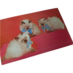 Mid Century Kitschy Kittens Unused Postcard Set