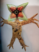 Load image into Gallery viewer, Stranger Fillings A Stranger Things Parody Cookbook