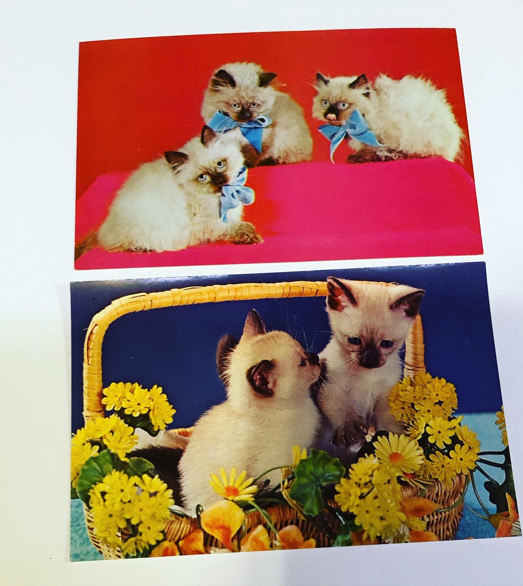 Mid Century Kitschy Kittens Unused Postcard Set