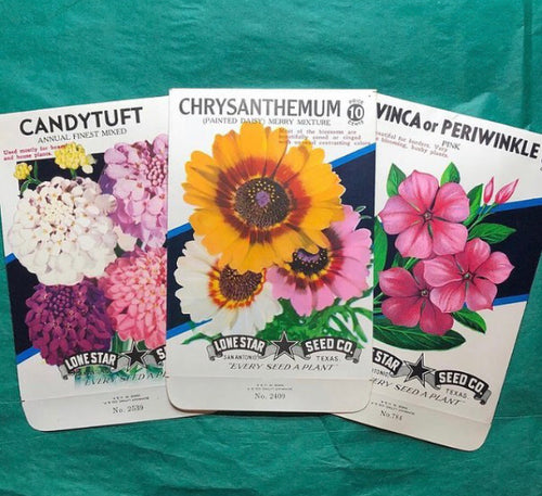 Unused 1950’s Chrysanthemum, Candytuft, or Vinca Seed Pack Choice